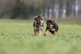 BERGER ALLEMAND 1101